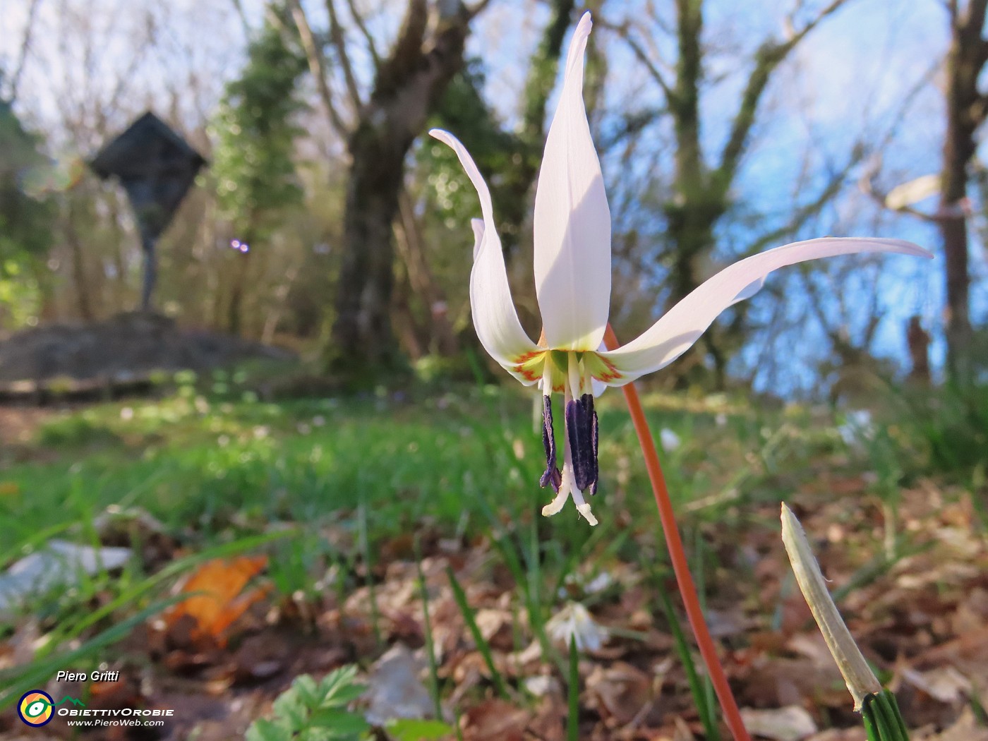 34 Erythronium dens-canis (Dente di cane).JPG